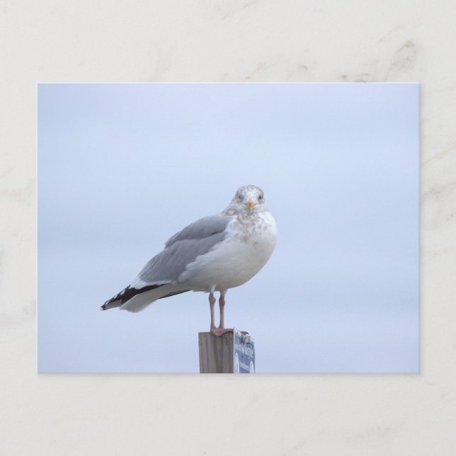 Seagull Photo Postcard (Front)