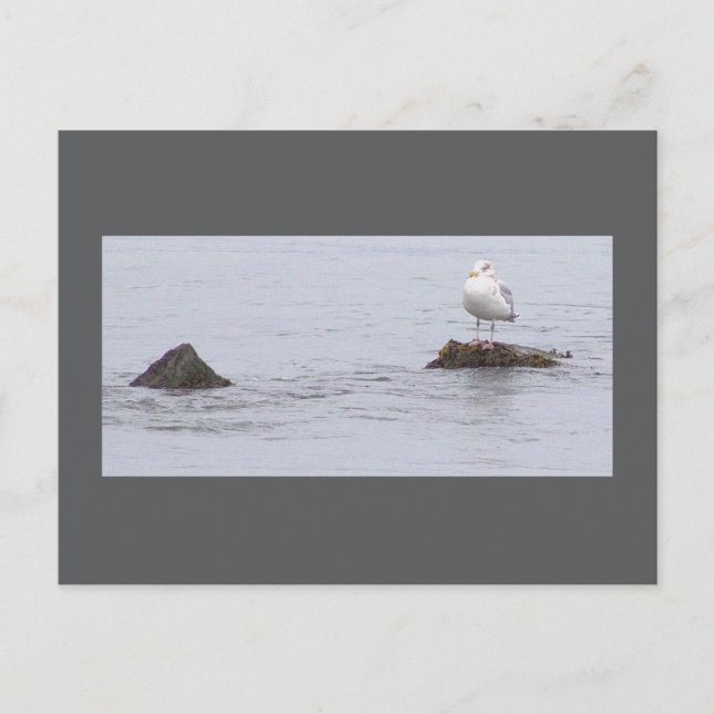 Seagull Photo Postcard (Front)