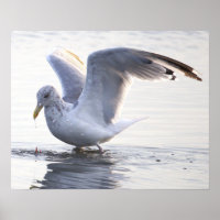 Seagull Photo Poster