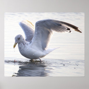 Seagull Photo Poster