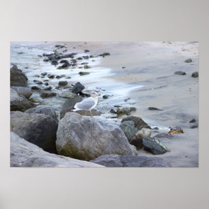 Seagull Photo Poster
