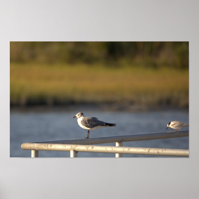 Seagull Photo Poster  (Front)