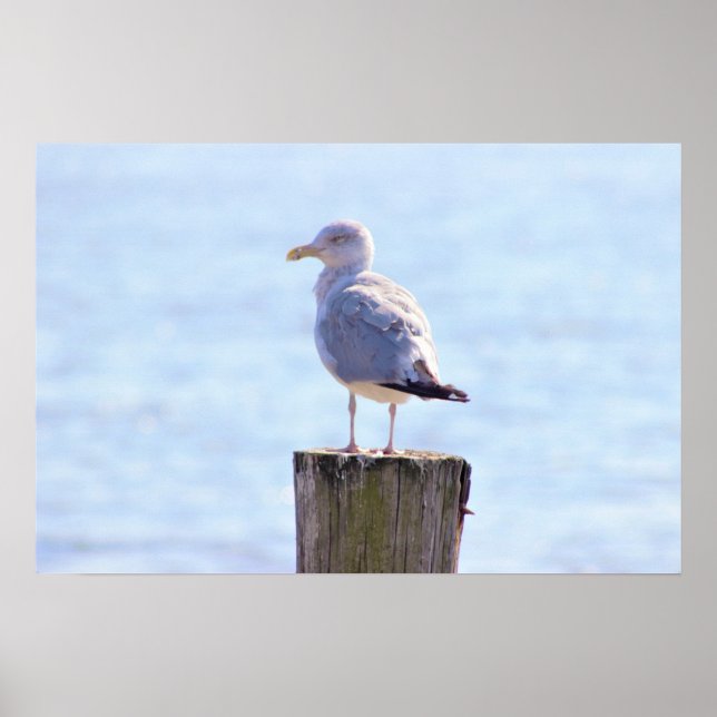 Seagull Photo Poster (Front)