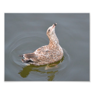 Seagull Photo Print