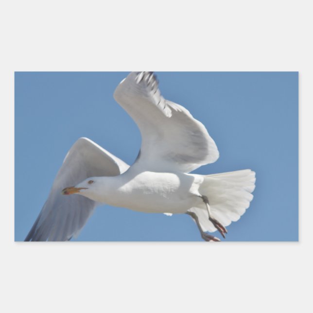 Seagull photo rectangular sticker (Front)