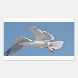 Seagull photo rectangular sticker