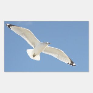 Seagull photo rectangular sticker
