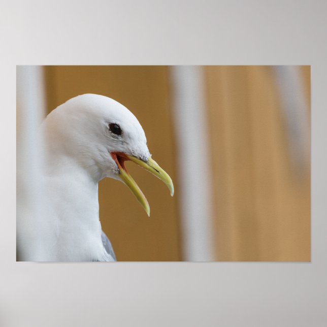 Seagull Photograph Poster (Front)