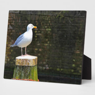 Seagull Plaque