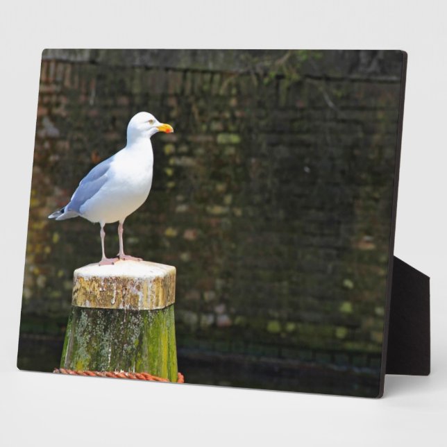Seagull Plaque (Side)