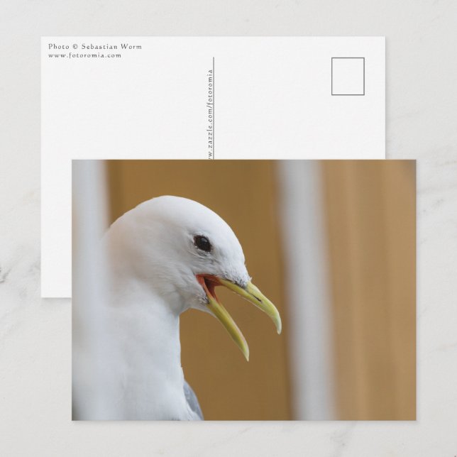 Seagull Portrait Photo Postcard (Front/Back)