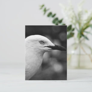 Seagull portrait postcard