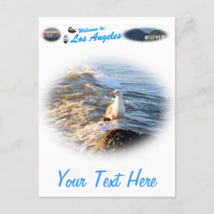 Seagull Postcard