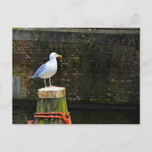 Seagull Postcard