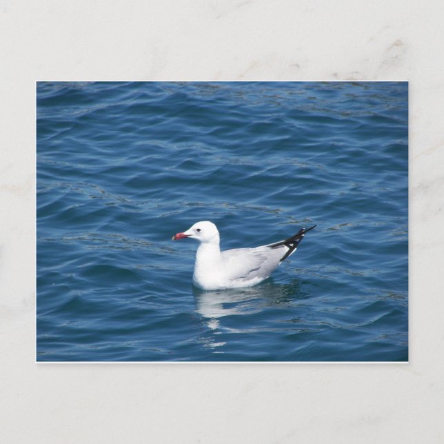 Seagull Postcard (Front)