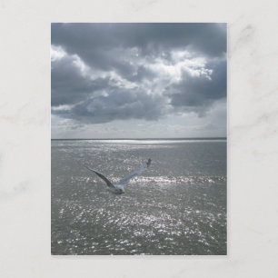 Seagull Postcard
