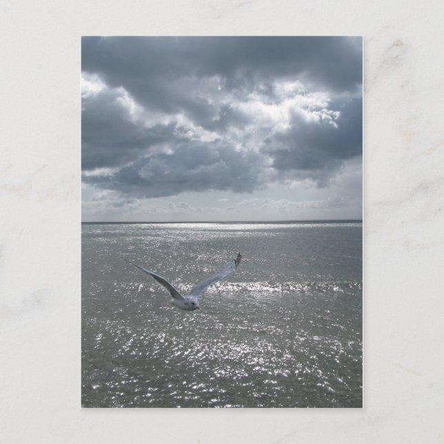 Seagull Postcard (Front)