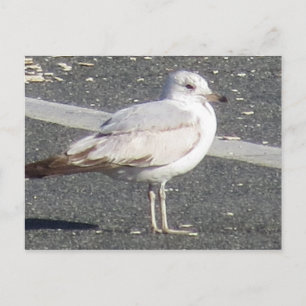 Seagull Postcard