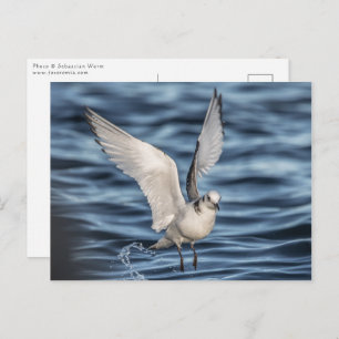 Seagull Postcard
