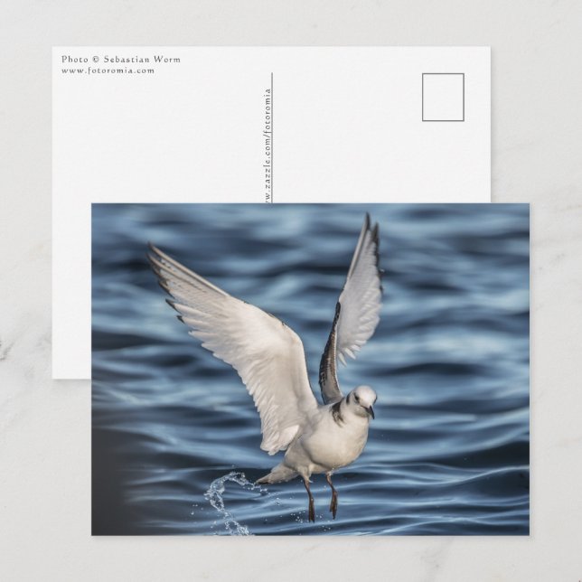 Seagull Postcard (Front/Back)