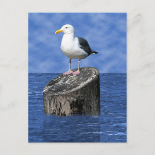 SEAGULL POSTCARD