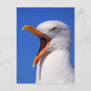 Seagull Postcard