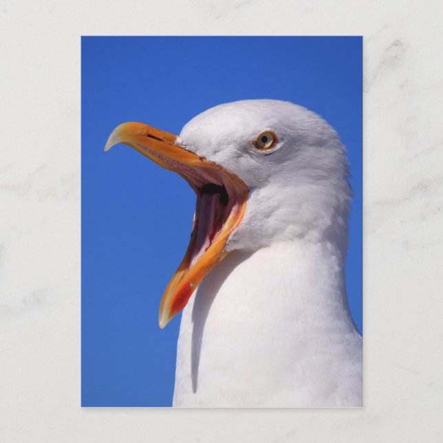 Seagull Postcard (Front)