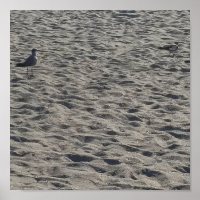 Seagull Poster (Front)