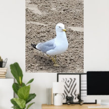 Seagull