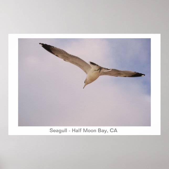 Seagull Poster (Front)