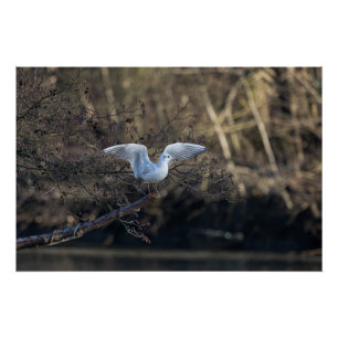 seagull poster