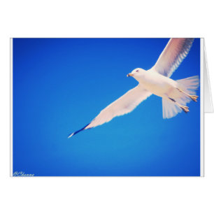 Seagull soaring through the sky