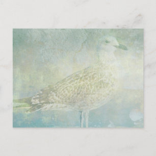 Seagull Sonata Postcard