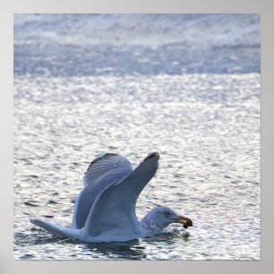 Seagull Spreading Wings in Water Poster