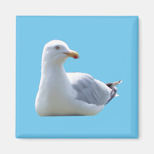 Seagull Square Car Magnet