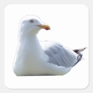 Seagull square sticker