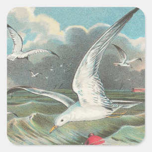 Seagull Square Sticker