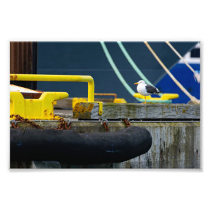 Seagull standing on one leg in the colourful Reykj Photo Print