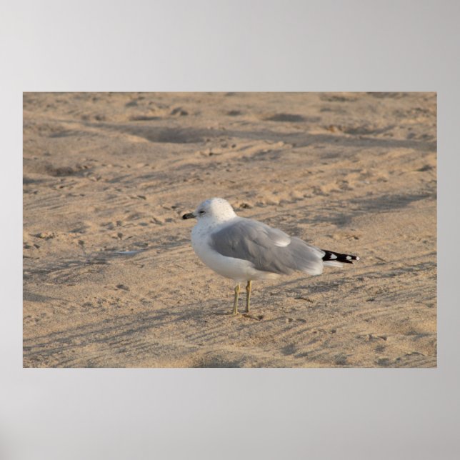 Seagull standing solo on Hampton Beach Poster (Front)