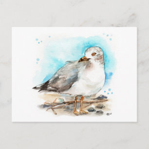 Seagull Study 2 Postcard