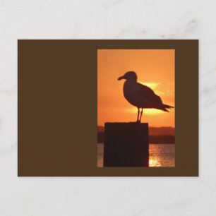 Seagull Sunset Postcard