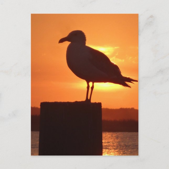 Seagull Sunset Postcard (Front)