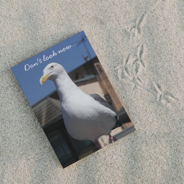 Seagull Surprise Funny Birthday Card (In Situ)