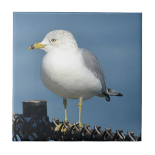 Seagull Tile