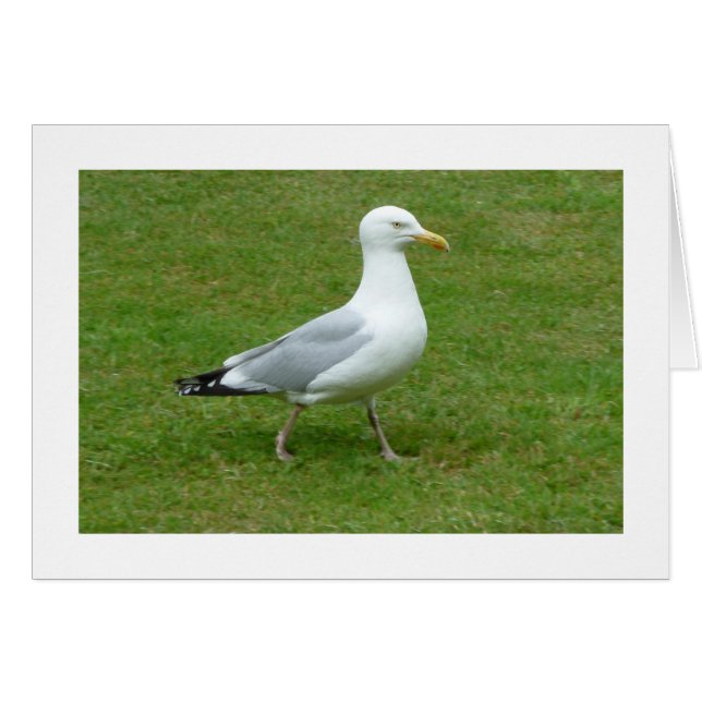 Seagull walking in the Park (Front Horizontal)