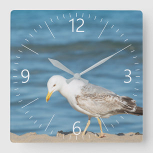 Seagull walking on the beach square wall clock