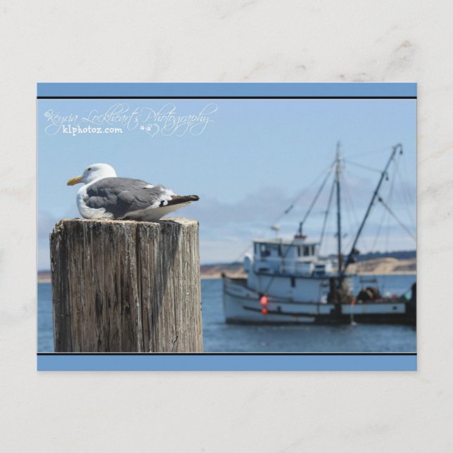 Seagull Watch Postcard (Front)