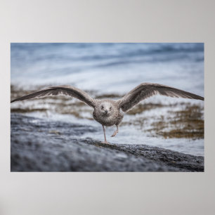 Seagull Wildlife Photo Poster