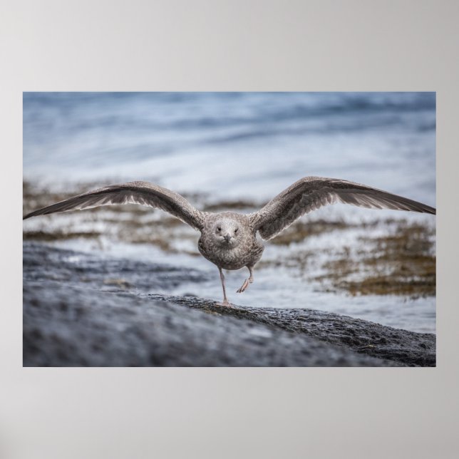 Seagull Wildlife Photo Poster (Front)
