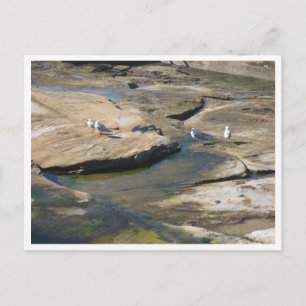 Seagull Wildlife Photography Postcard